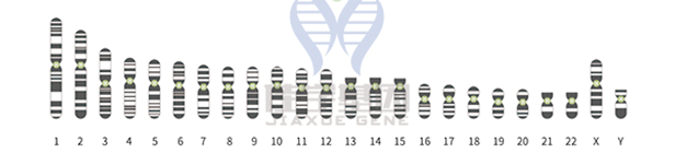 【SG亚洲胜游基因检测】知道<font color='red'>Cd8</font>1的这些内容，是基因检测全面性一个准备