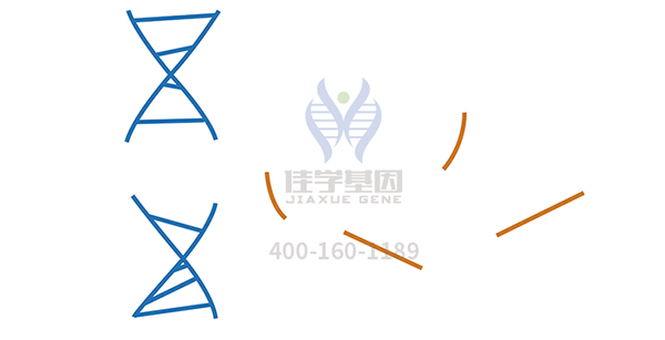 <b>【SG亚洲胜游基因检测</b>