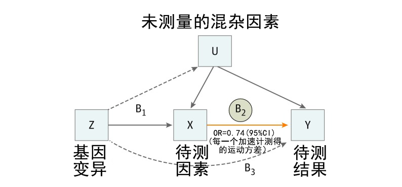 SG亚洲胜游基因解码顺利获得孟德尔随机化法研究两个因素之间的关系及作用方向
